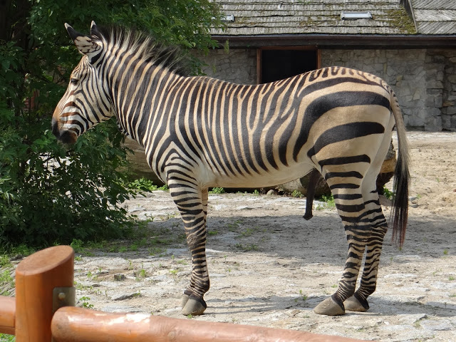 Equus zebra hartmannae