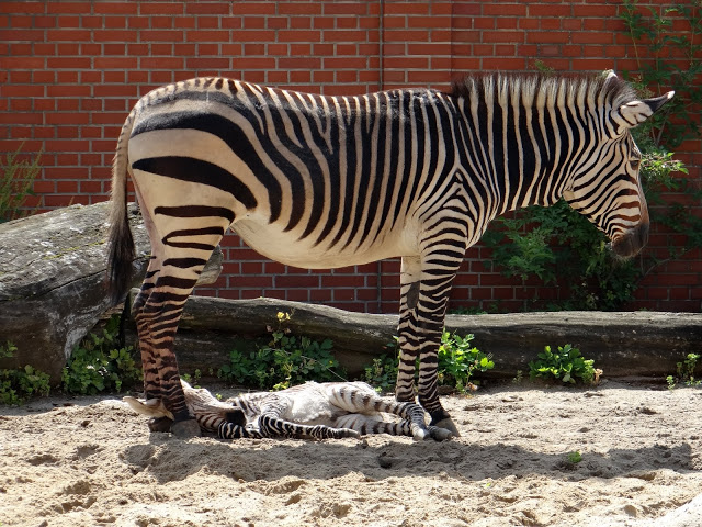 Equus zebra hartmannae