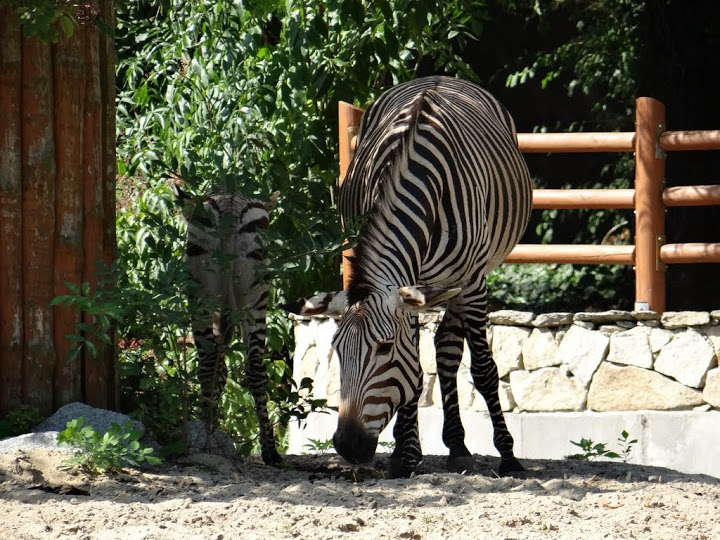 Equus zebra hartmmanae