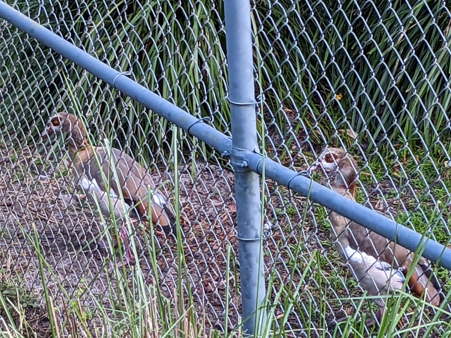 Eqyptian goose - Pemba savanna