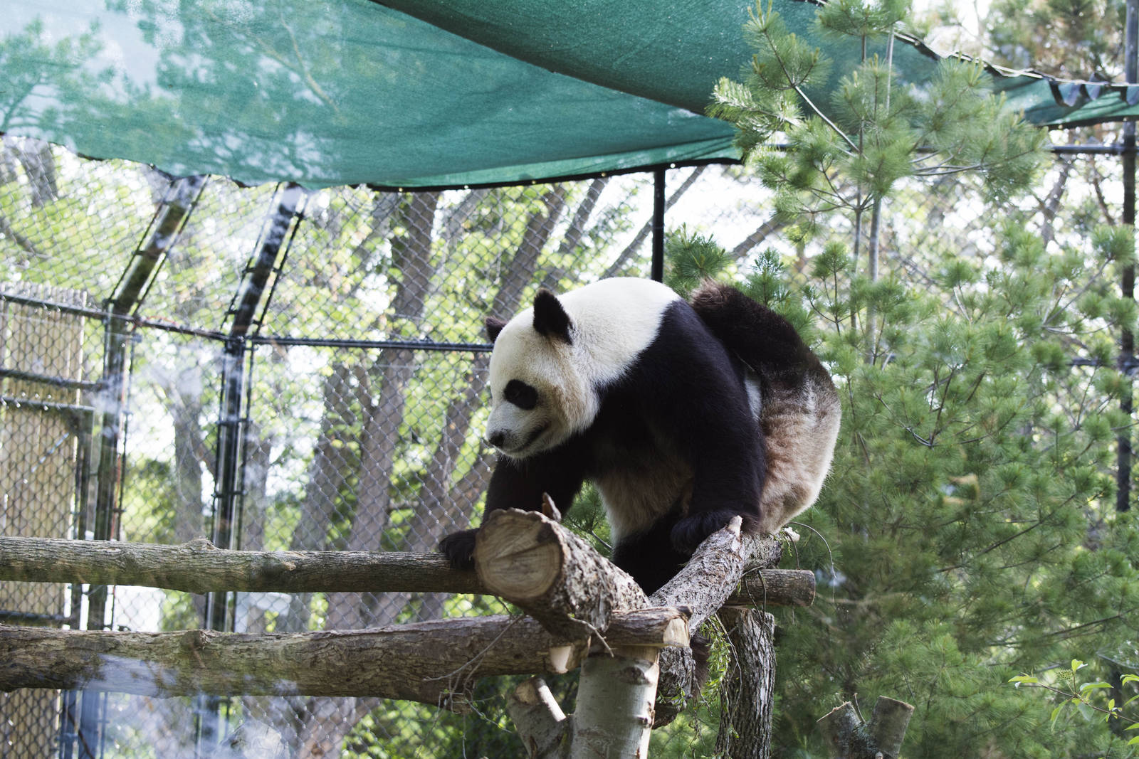 Er Shun scratching her back