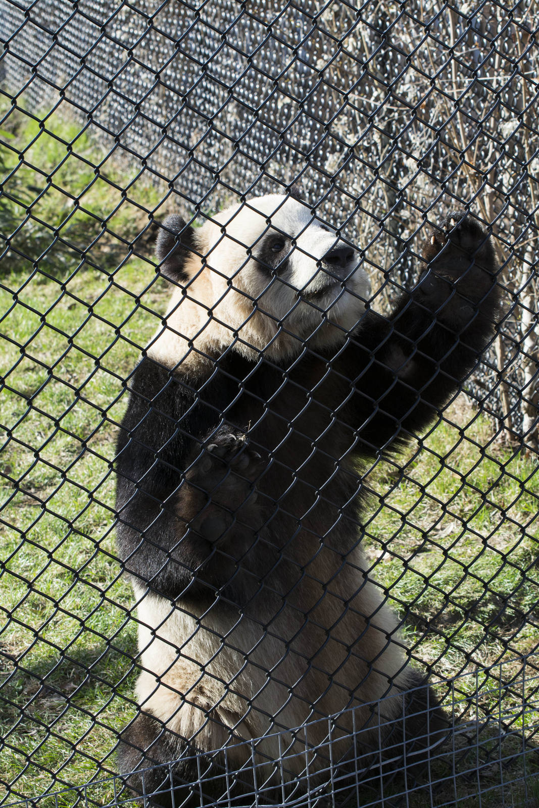 Er Shun sniffing the air