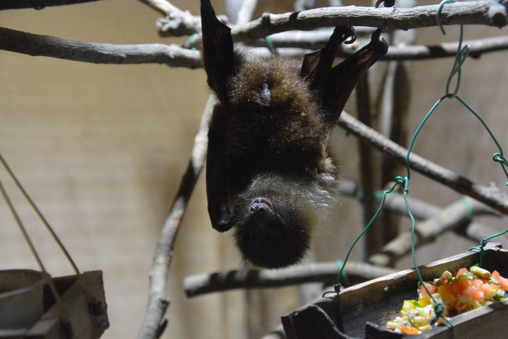 Erabu fruit bat (Pteropus dasymallus dasymallus)