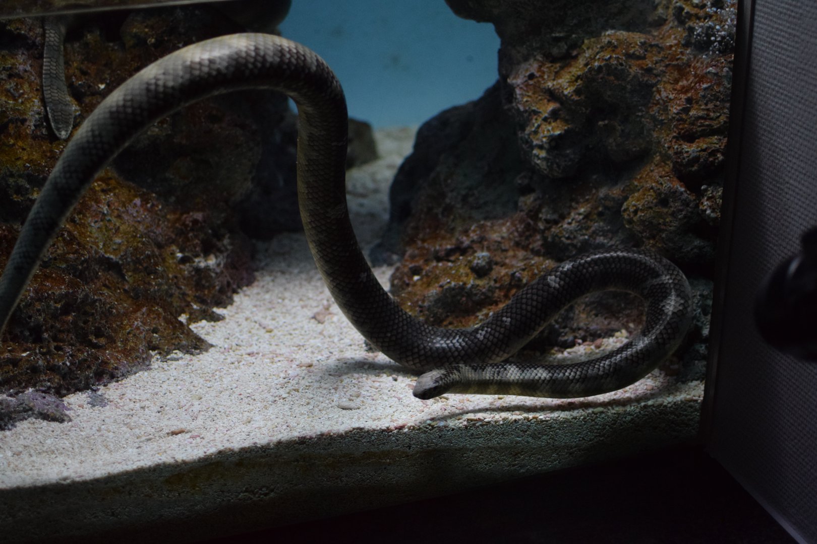 Erabu sea snake