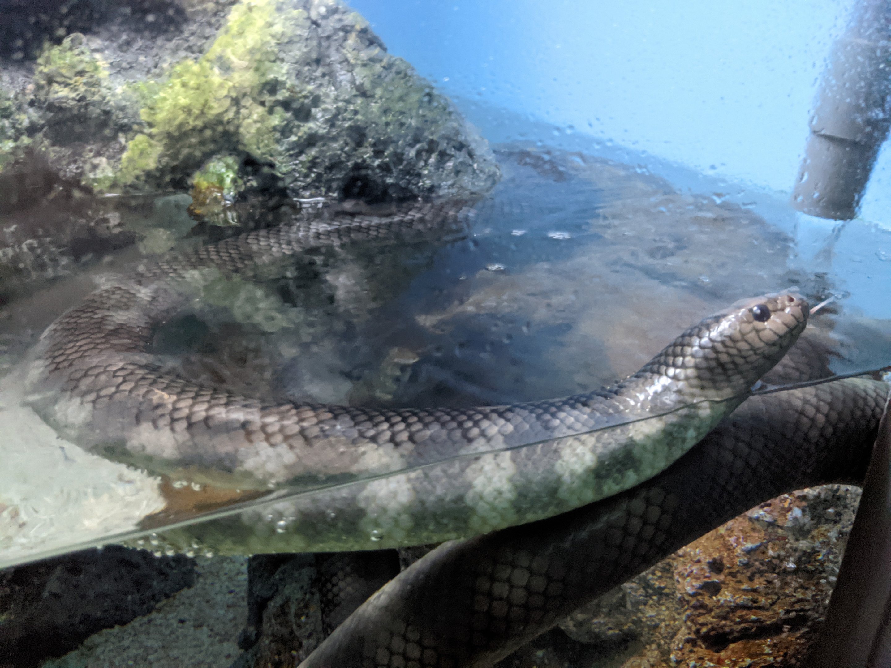 Erabu Sea Snakes (Laticauda semifasciata)