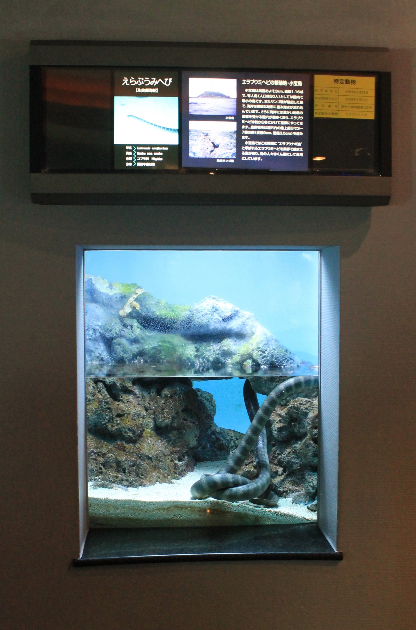 Erabu Sea Snakes (Laticauda semifasciata)