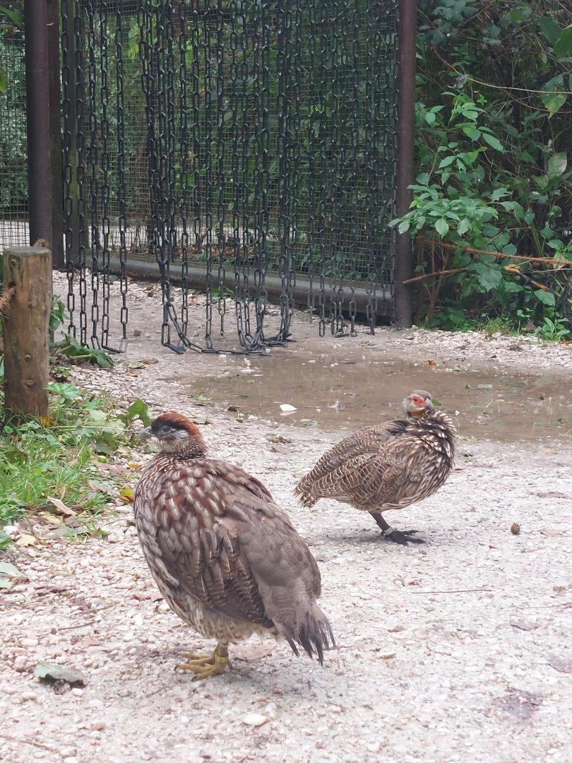 Erckell's & yellow-necked francolin