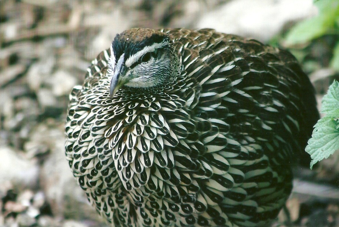 Erckel's Francolin 11th September 2012