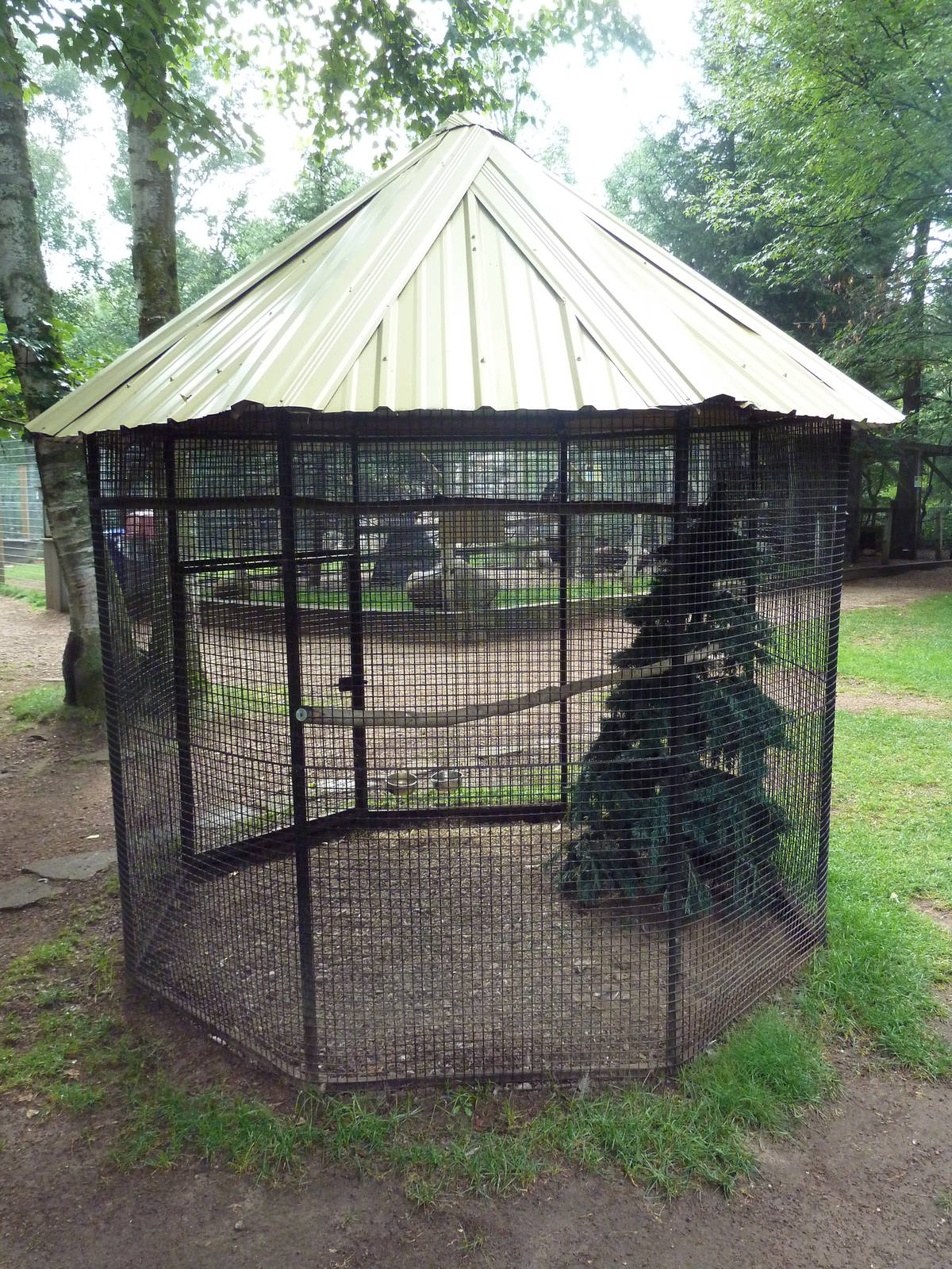 Erckel's Francolin Exhibit
