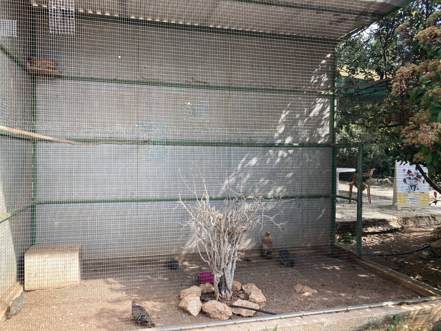 Erckel’s francolin exhibit