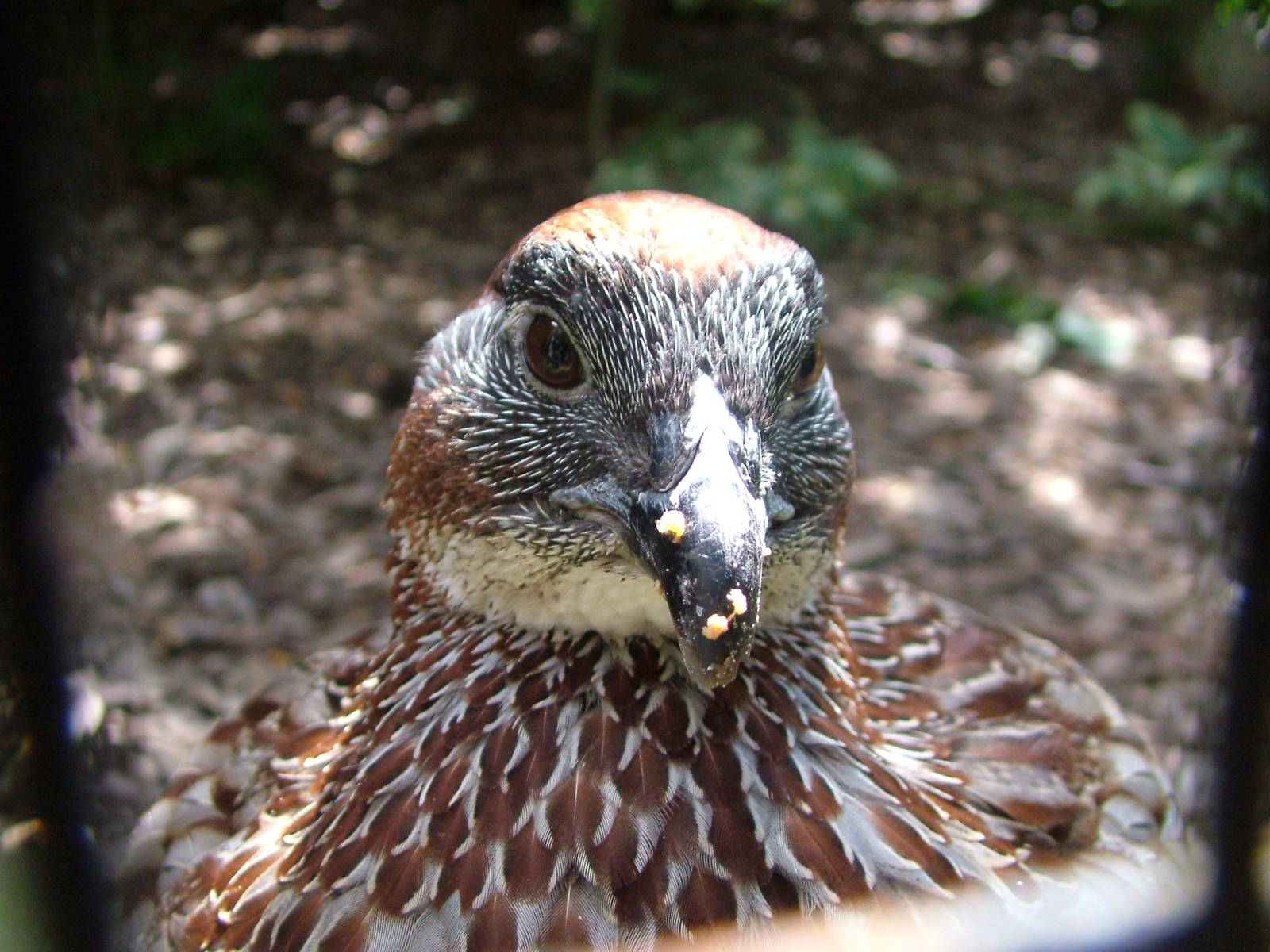 Erckel's Francolin (Francolinus erckeli) at Harewood 2007