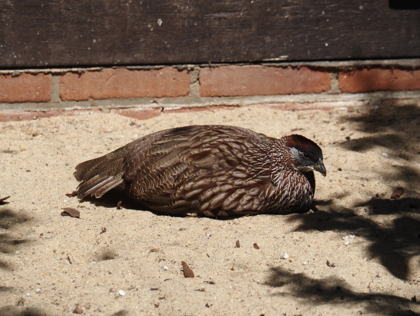 Erckel's francolin (Pternistis erckelii), 2024-05-23