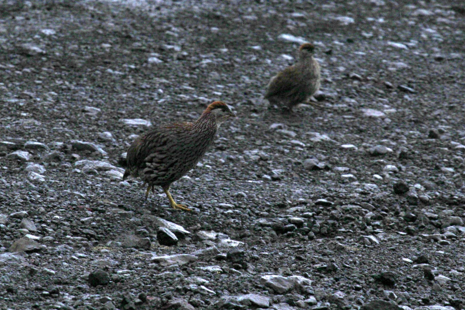 Erckel's Francolin (Pternistis erckelii)