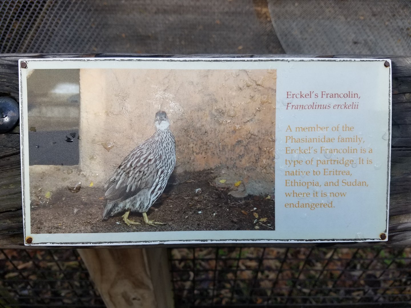 Erckel's Francolin Sign