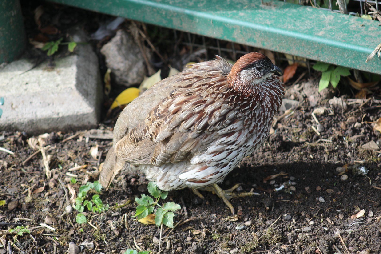 Erckel's Francolin