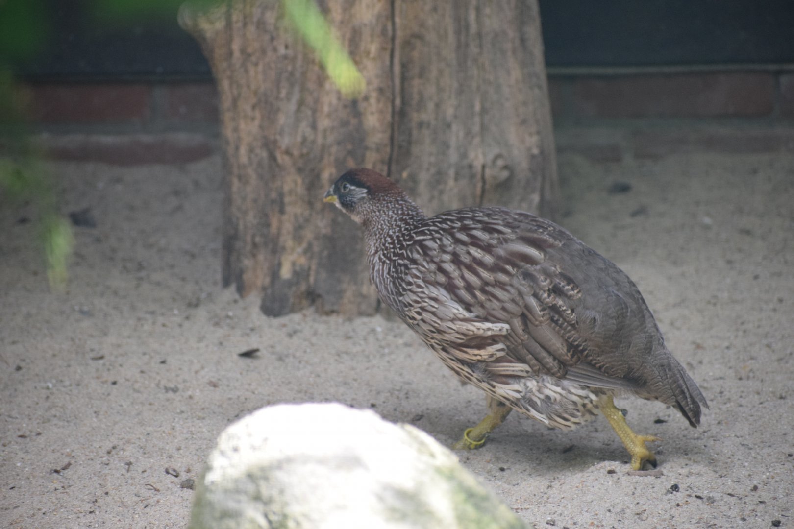 Erckel's francolin