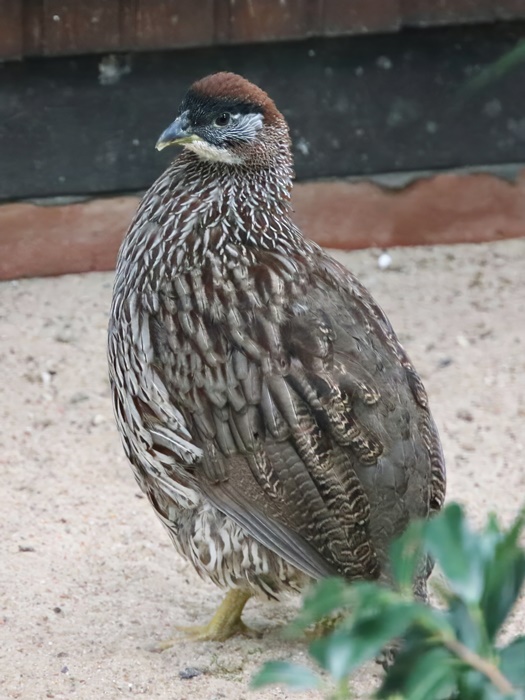Erckel's spurfowl (Pternistis erckelii)