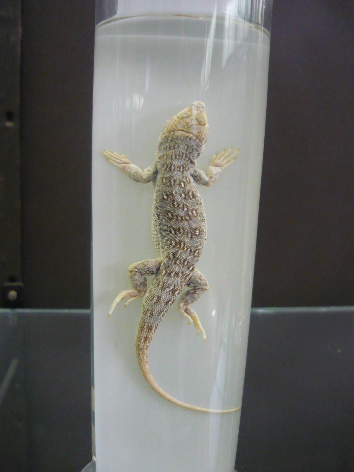 Eremias arguta wet specimen