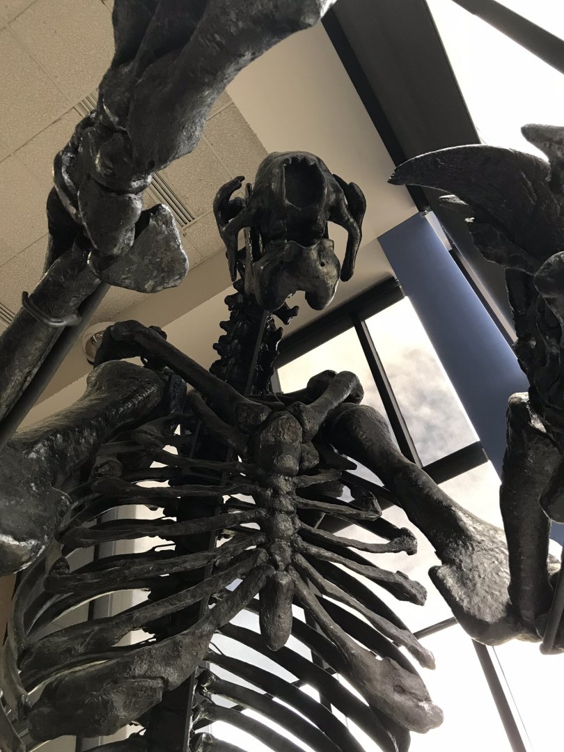 Eremotherium at Cape Fear Museum in Wilmington, North Carolina