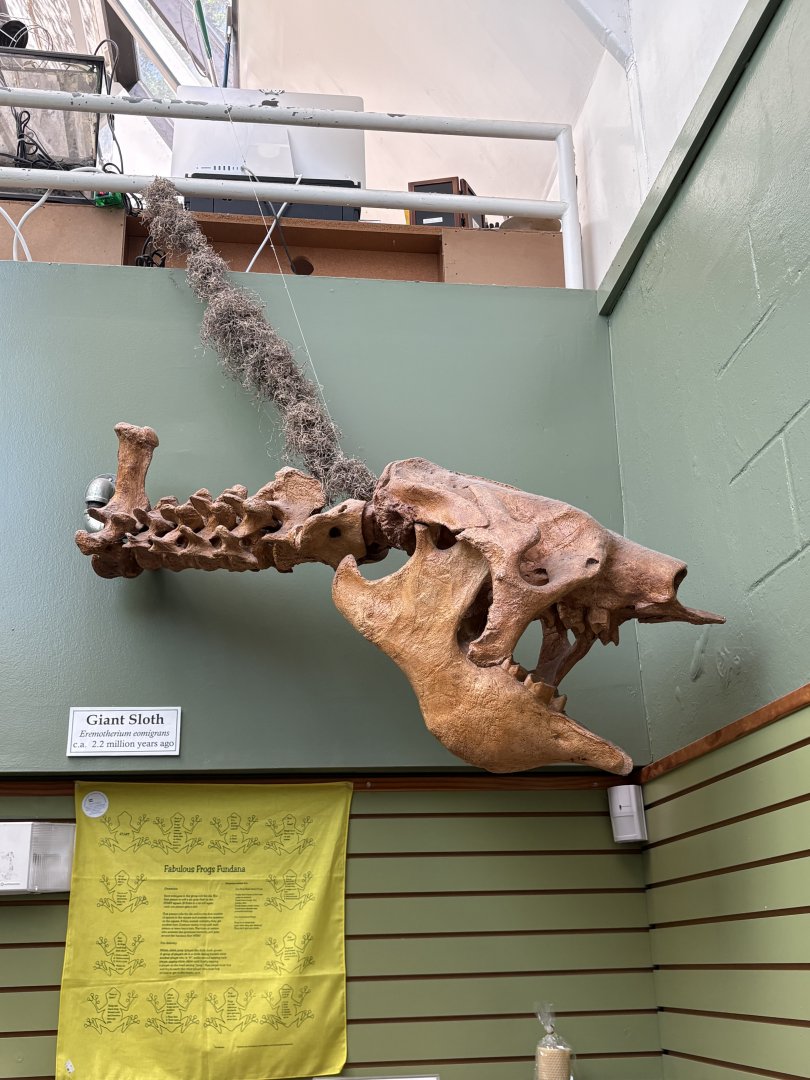 Eremotherium skull cast