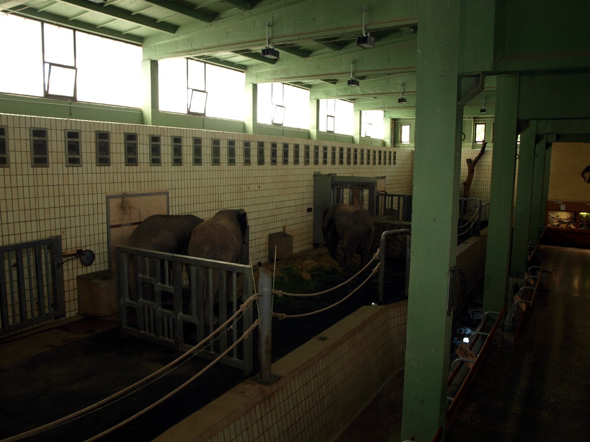 Erfurt Zoo - Elephant House