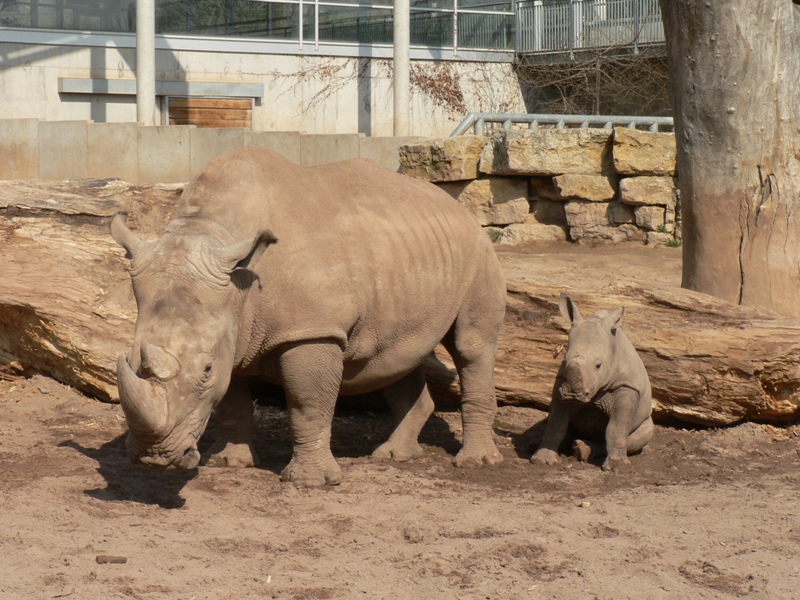 Erfurt's baby. 03/2007