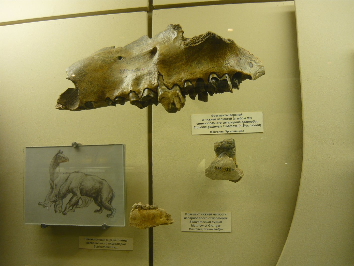 Ergilobia (=Brachyodon) gobiensis and Schizotherium avitum jaw fragment
