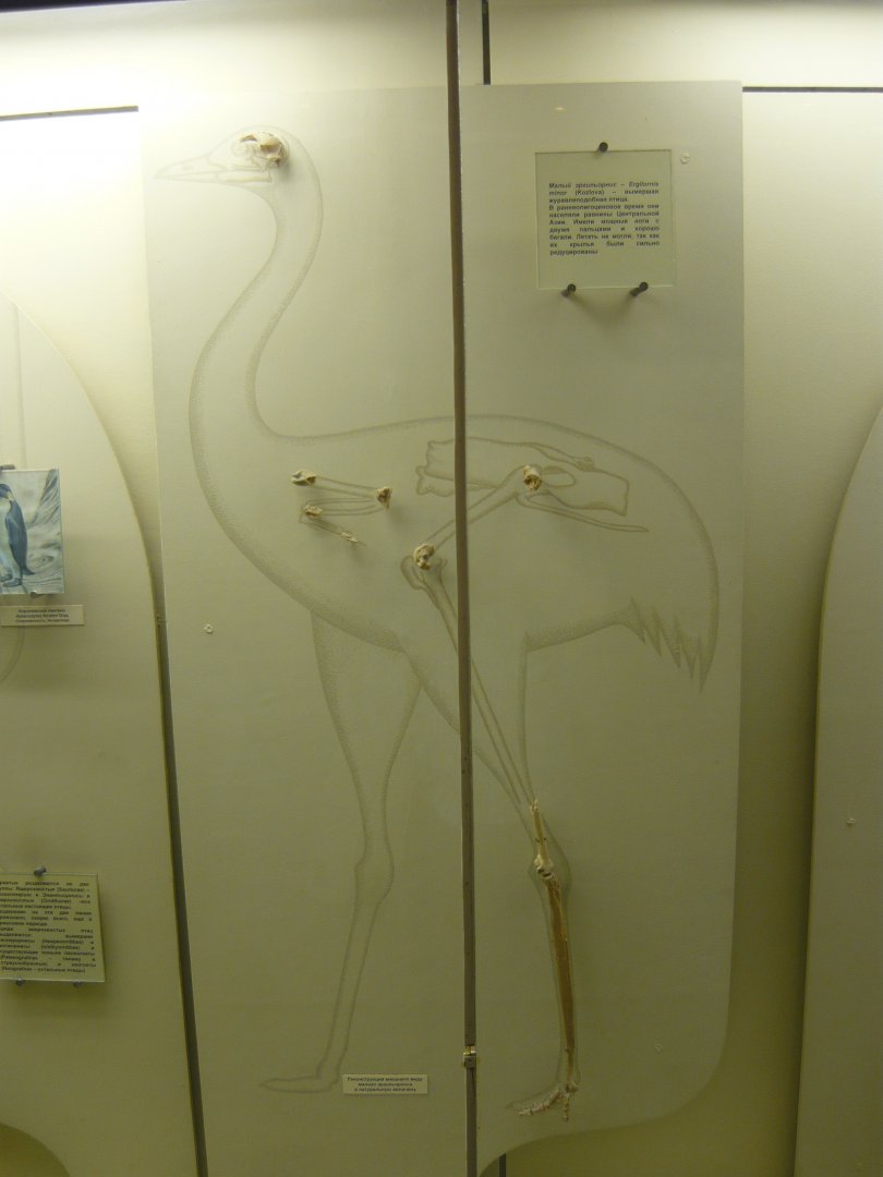 Ergilornis minor bones and reconstruction