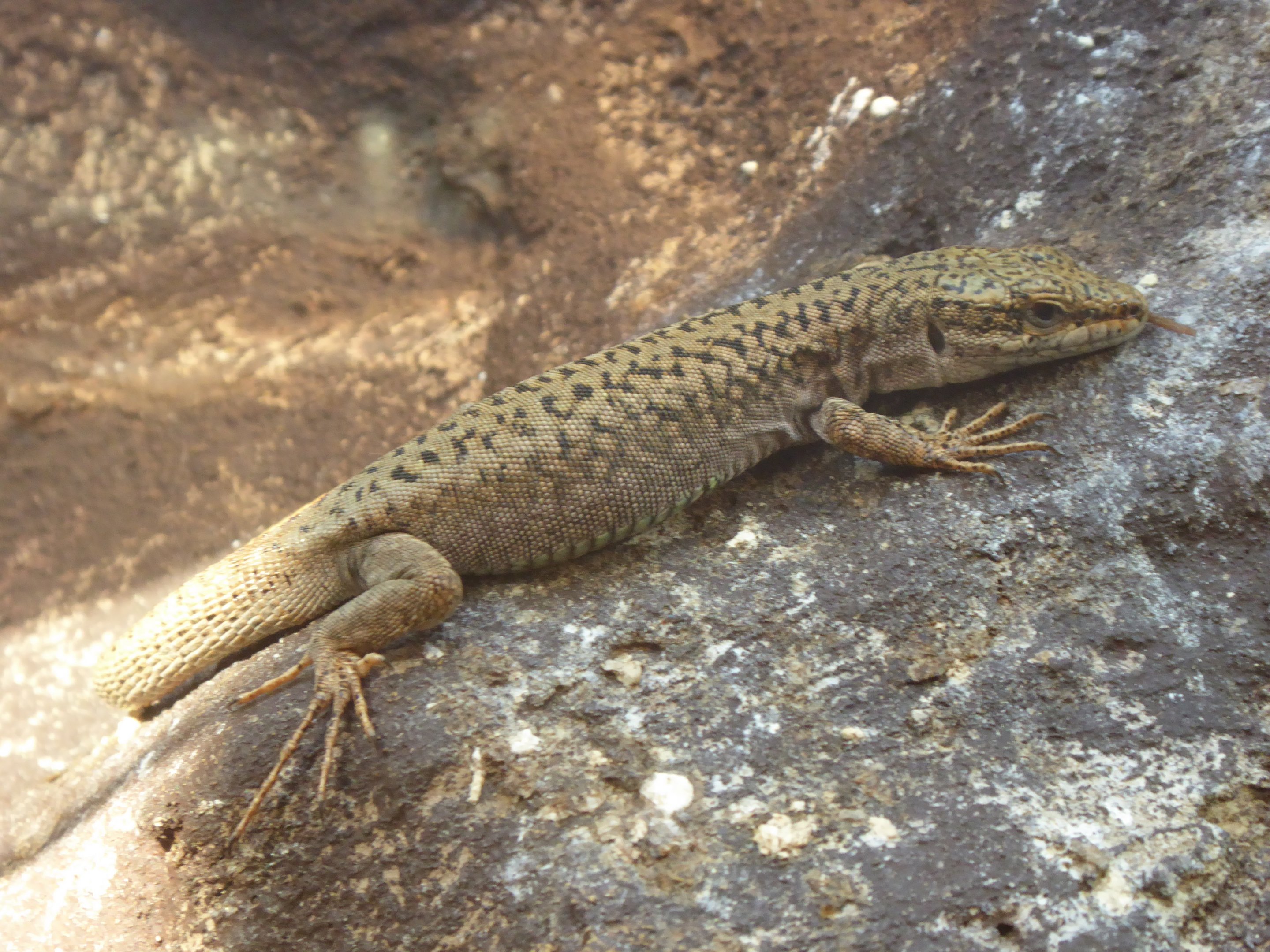 Erhard's Wall Lizard (Podarcis erhardii) at Zoo Wroclaw - 26 September 2019