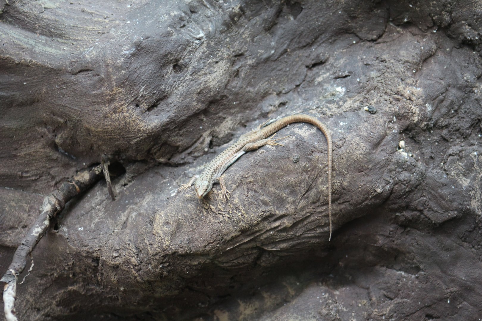 Erhard's Wall Lizard