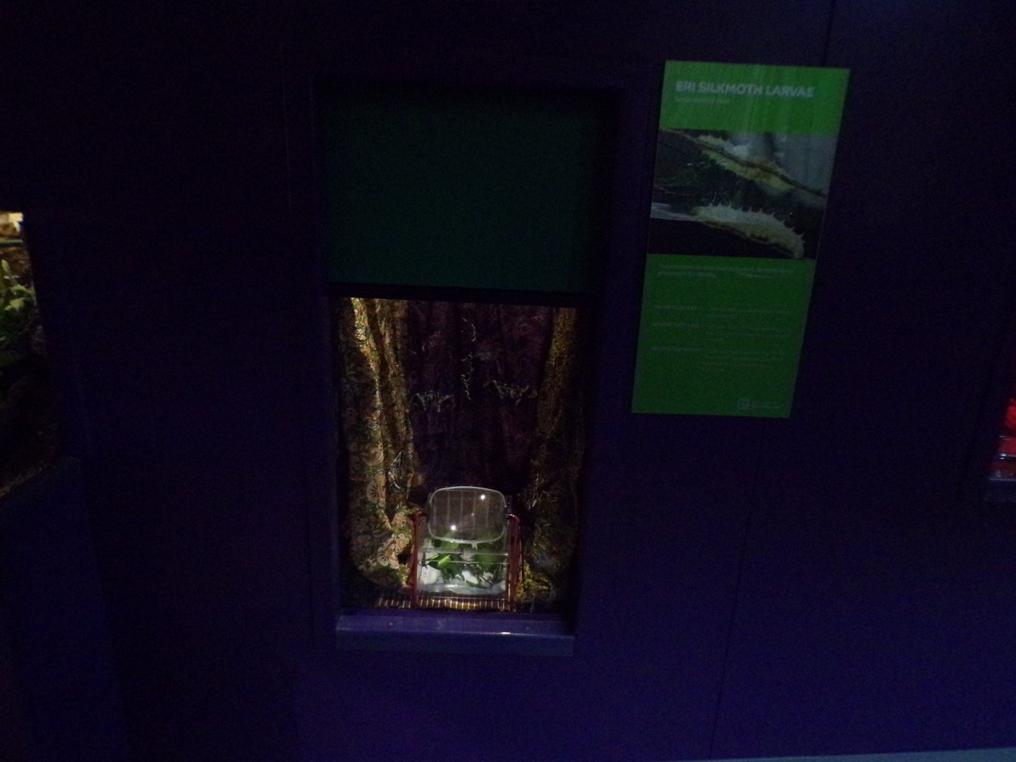 Eri silkmoth larvae exhibit 11.2.25