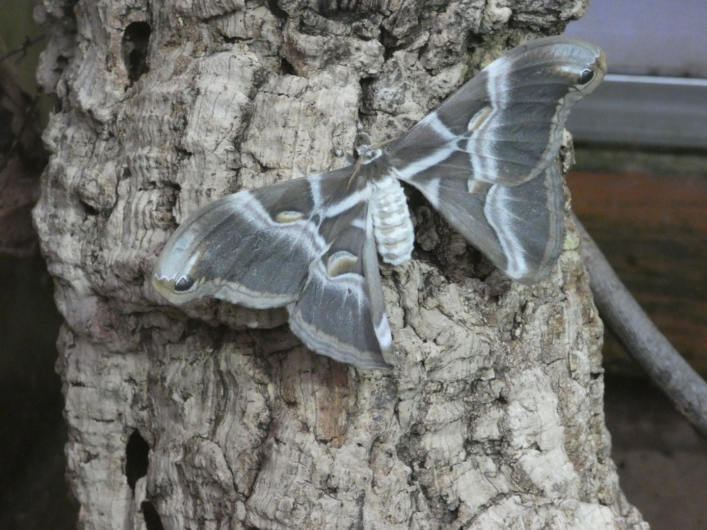 Eri silkmoth