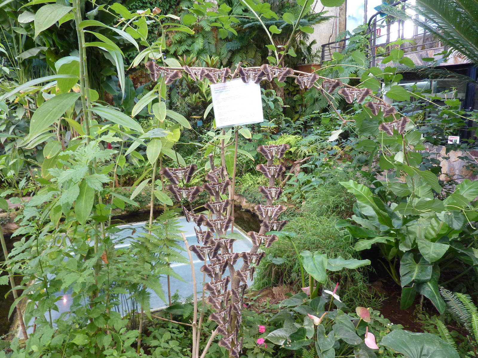 Eri silkmoths, December 2012