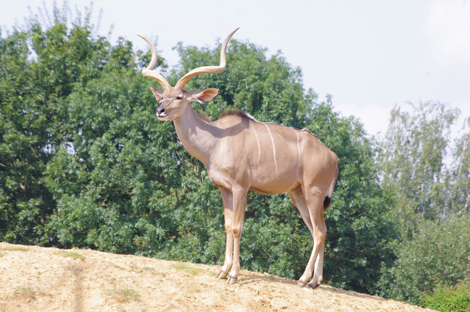 Eric- Greater Kudu- 2/8/2024