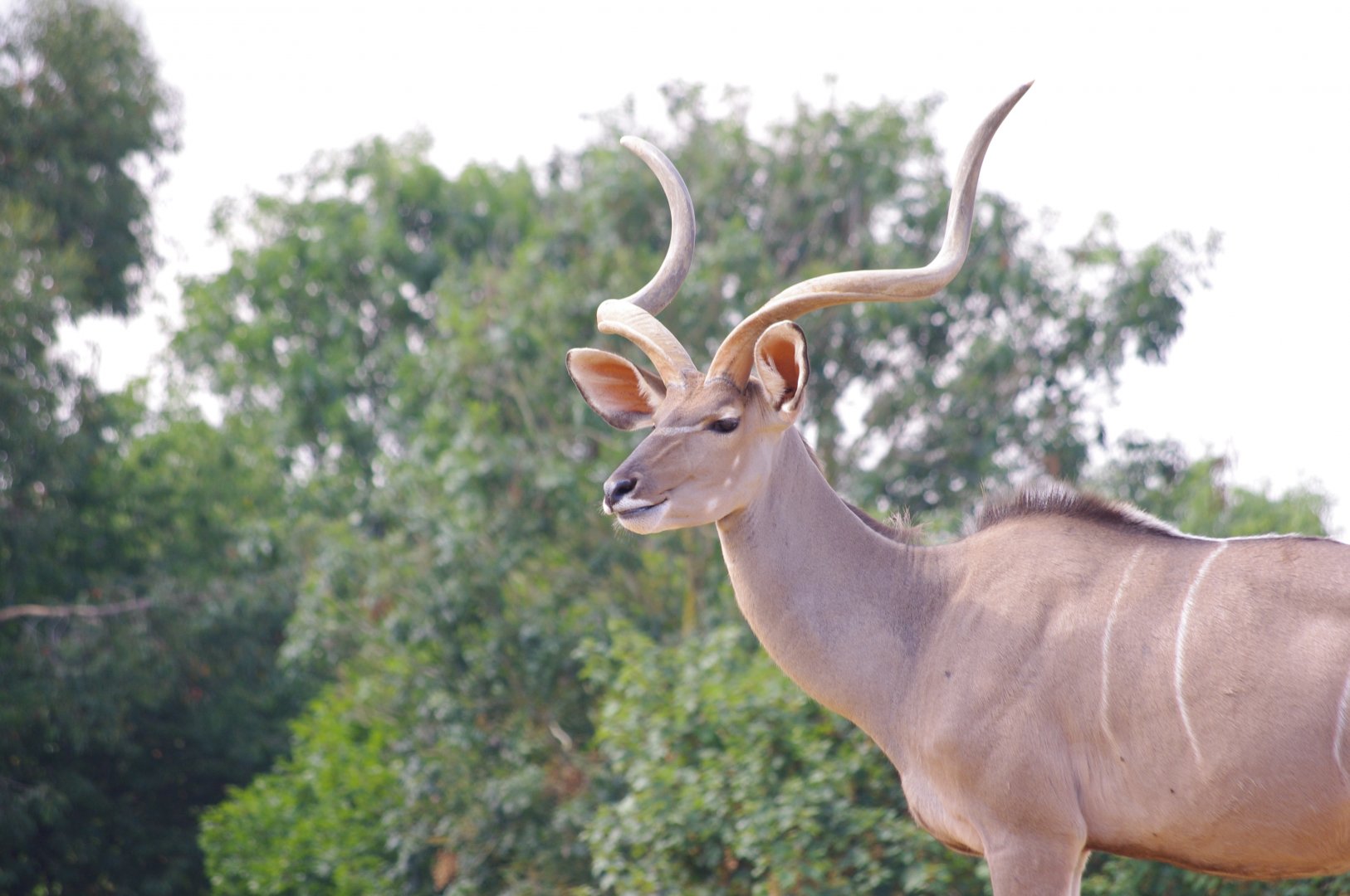 Eric- Greater Kudu- 2/8/2024