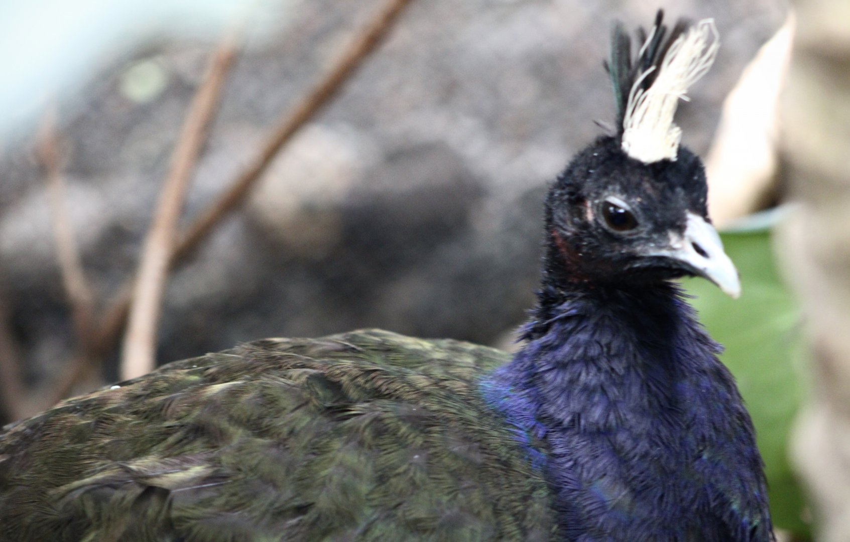 Eric the Congo Peafowl (Afropavo congensis)