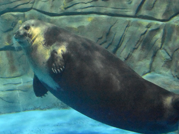 Erignathus barbatus at Dalian Laohutan Ocean Park - uploaded on behalf of alexkant