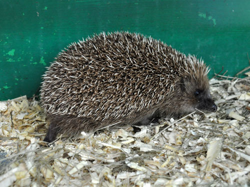 Erinaceus amurensis / Amur hedgehog at Zoocenter Python