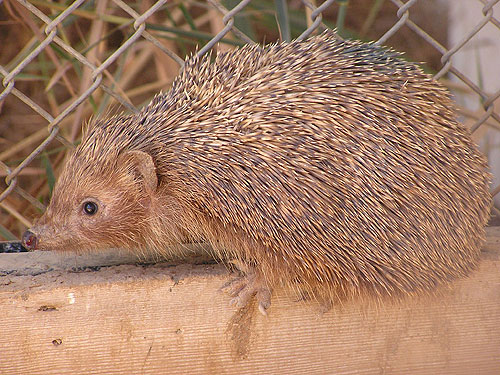 Erinaceus concolor / Southern white-breasted hedgehog at Negev Zoo
