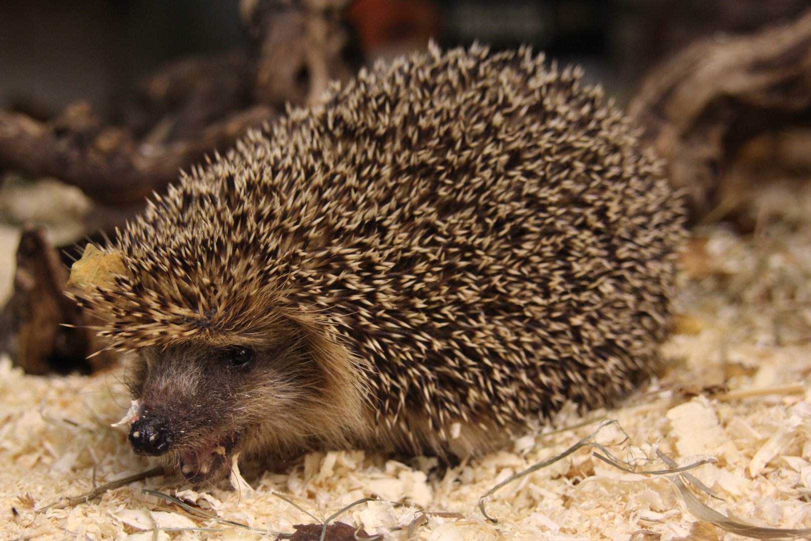 (Erinaceus europaeus) Western European hedgehog