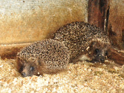 Erinaceus roumanicus roumanicus / Northern white-breasted hedgehog at Nikolaev Zoo