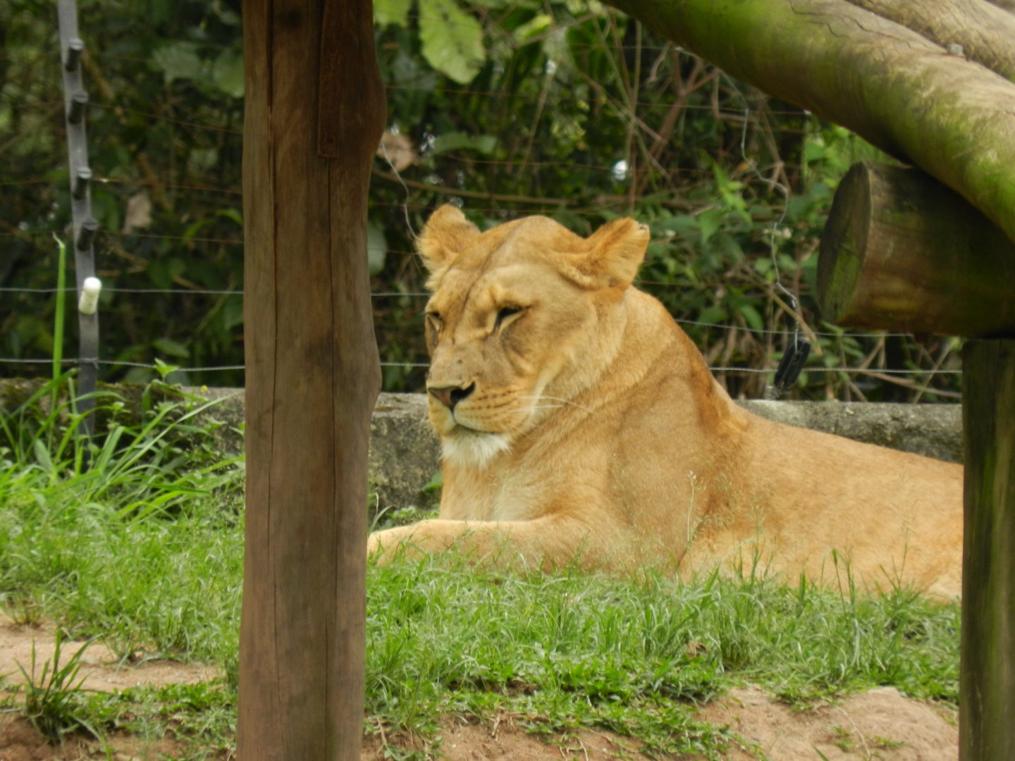 "Erindi", the lioness - Zoo São Paulo