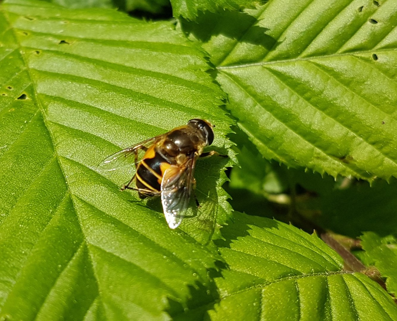 Eristalis arbustorum - Female