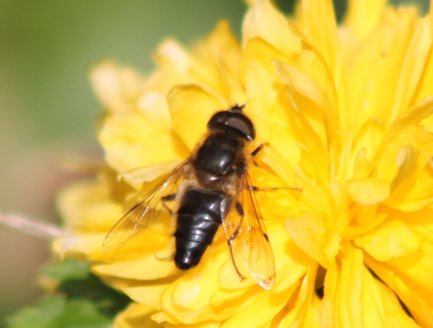Eristalis pentinax