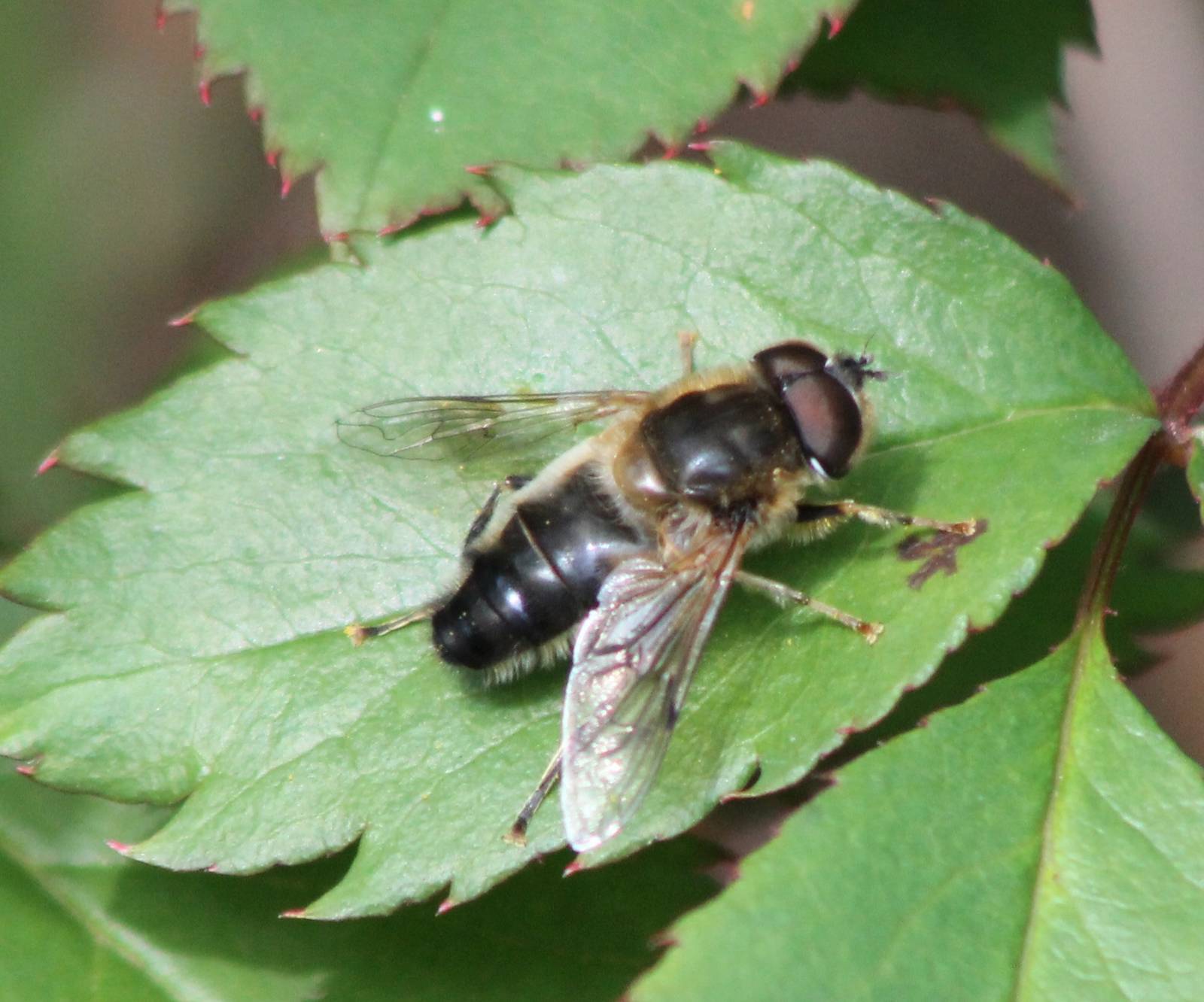 Eristalis pertinax