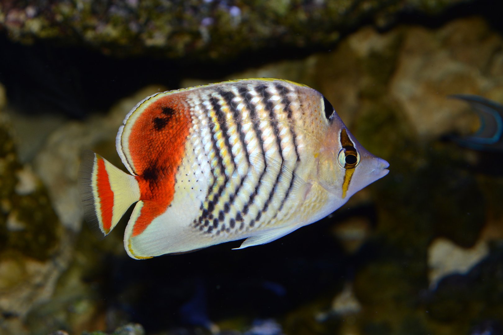 Eritrean butterflyfish (Chaetodon paucifasciatus)