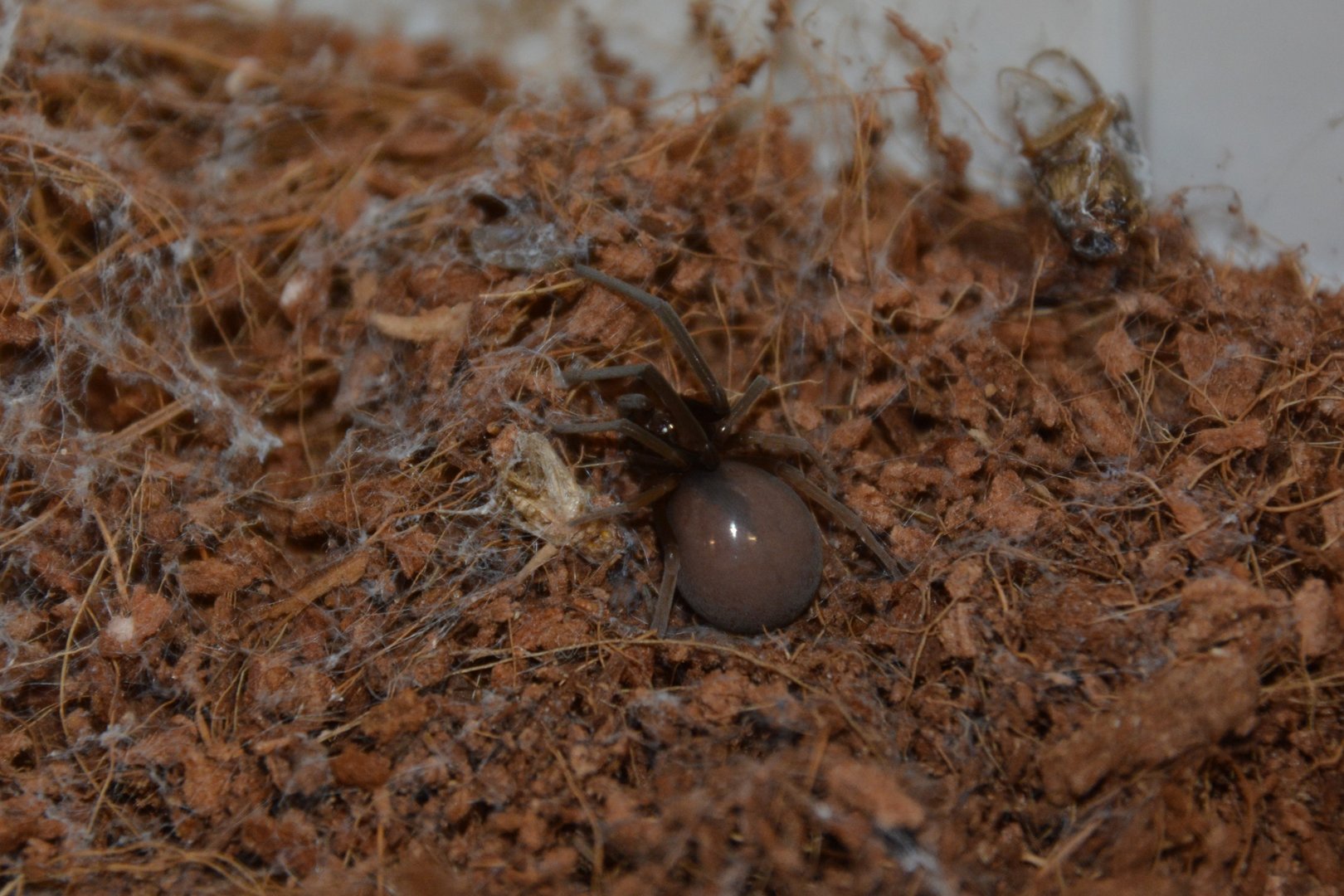 Eritrean crevice weaver (Sahastata infuscata)