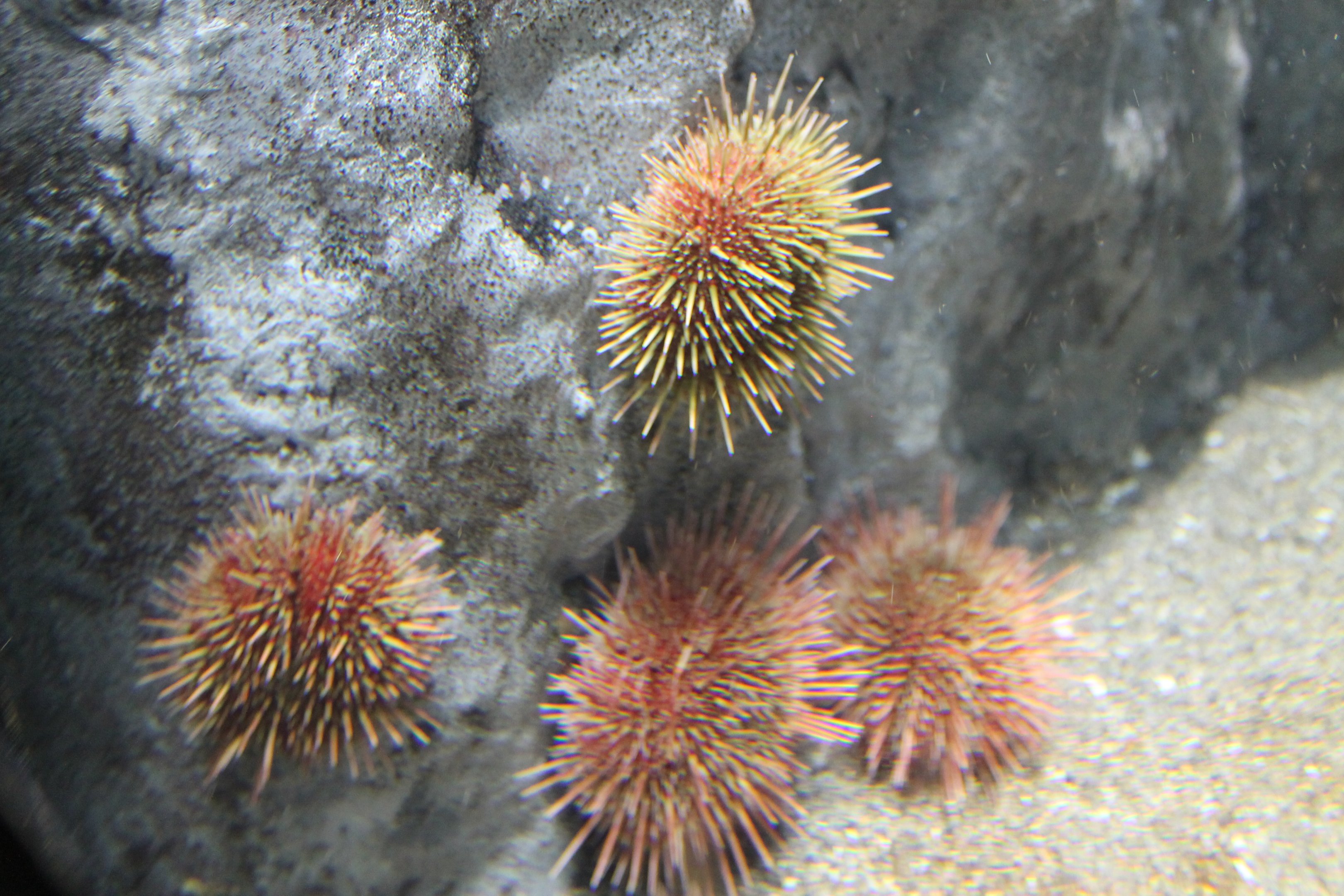 Erizo Urchin (Loxechinus albus)