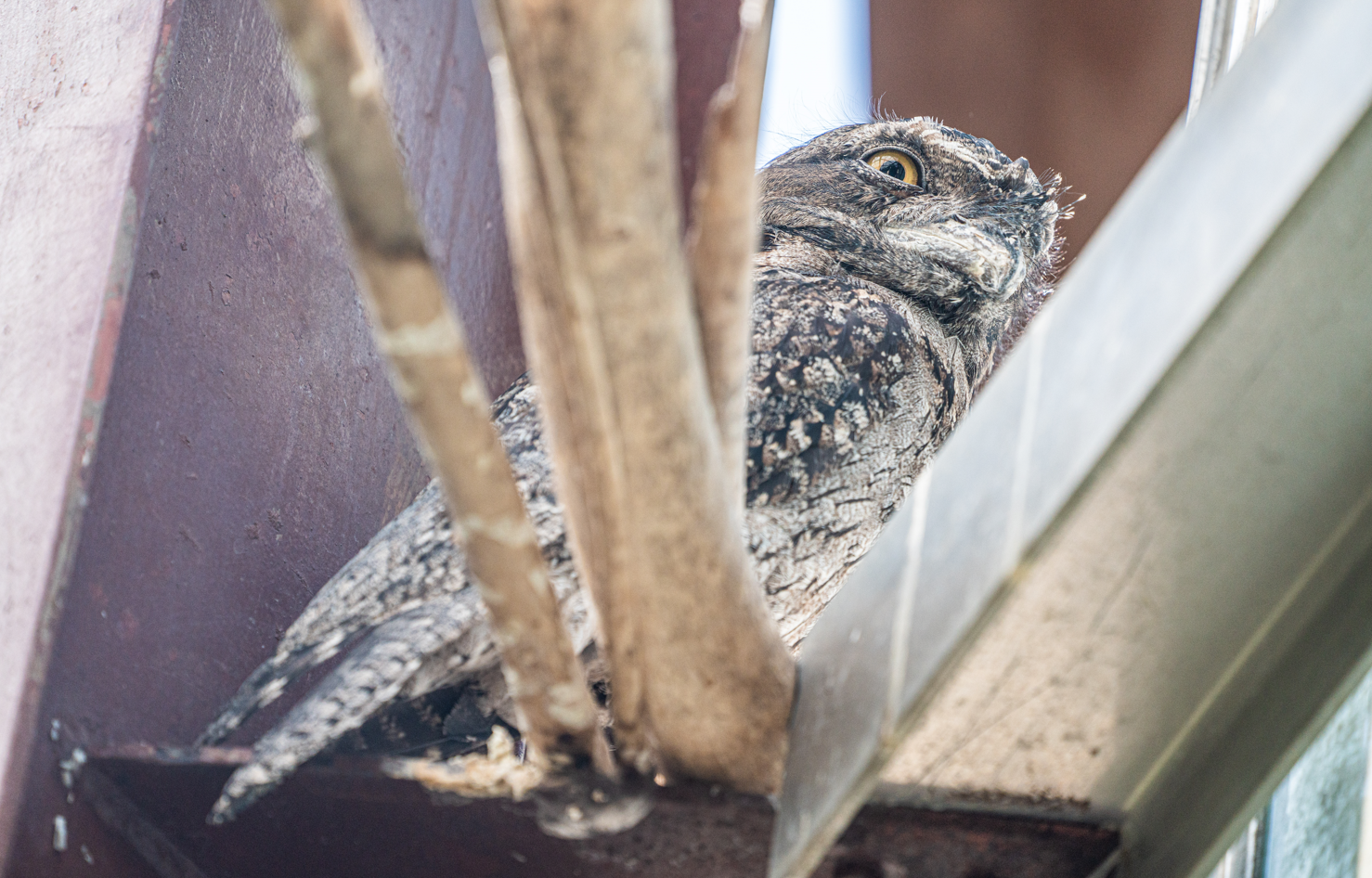 Erkle the male Tawny Frogmouth