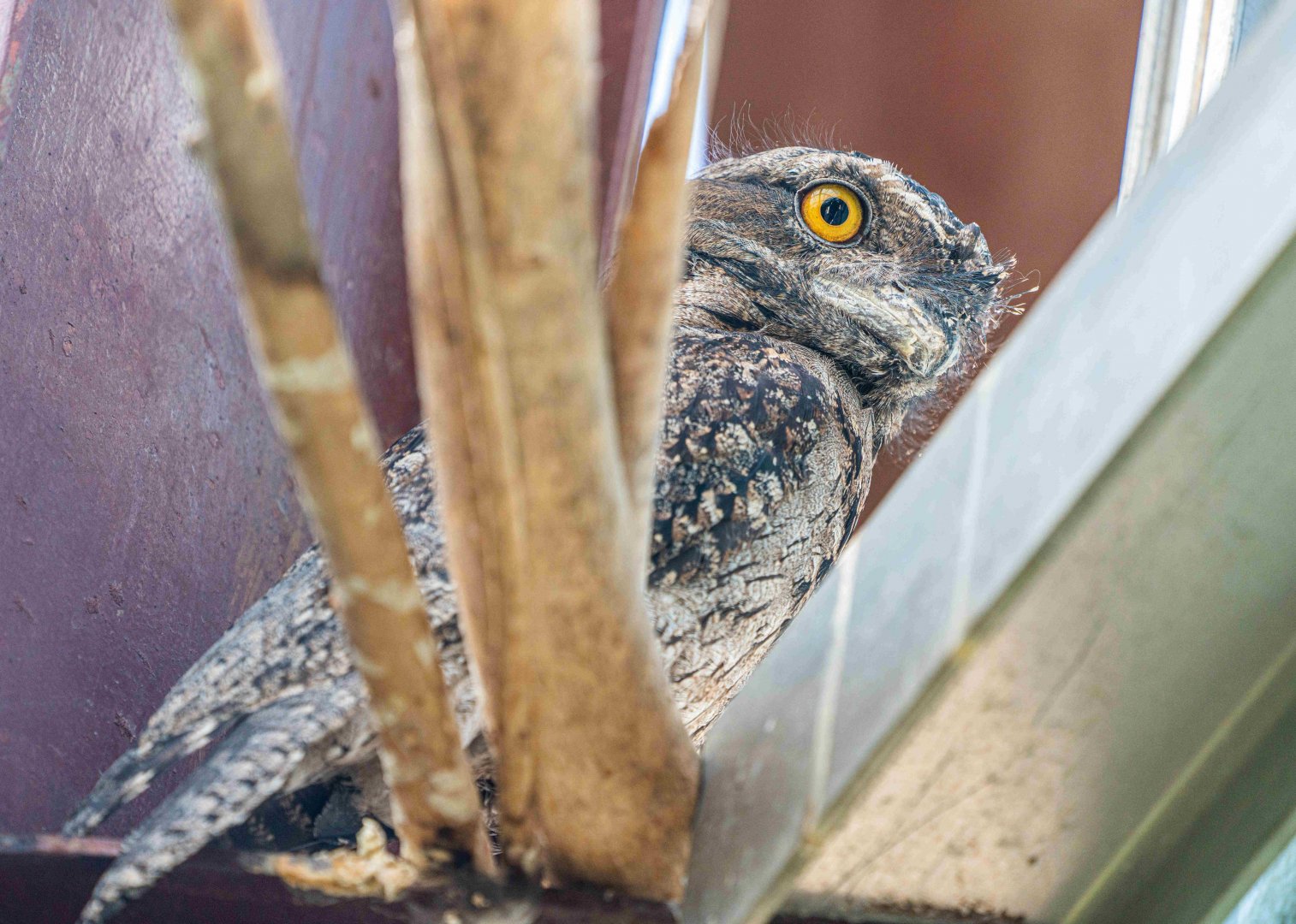Erkle the male Tawny Frogmouth